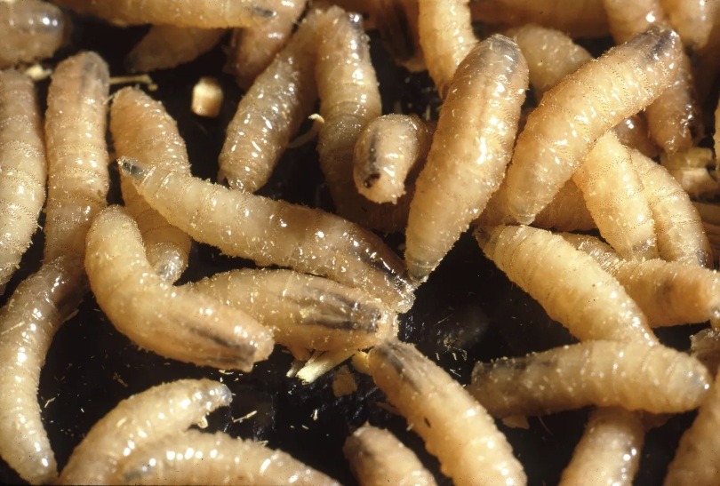 Is The Screwworm A Problem For The Meat Supply?