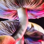 Microdosing Psilocybin Mushrooms 20_Questions_to_Ask_Your_Mother_300_209_int_c1-1x-1