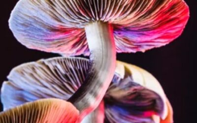 Microdosing Psilocybin Mushrooms