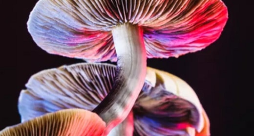 Microdosing Psilocybin Mushrooms