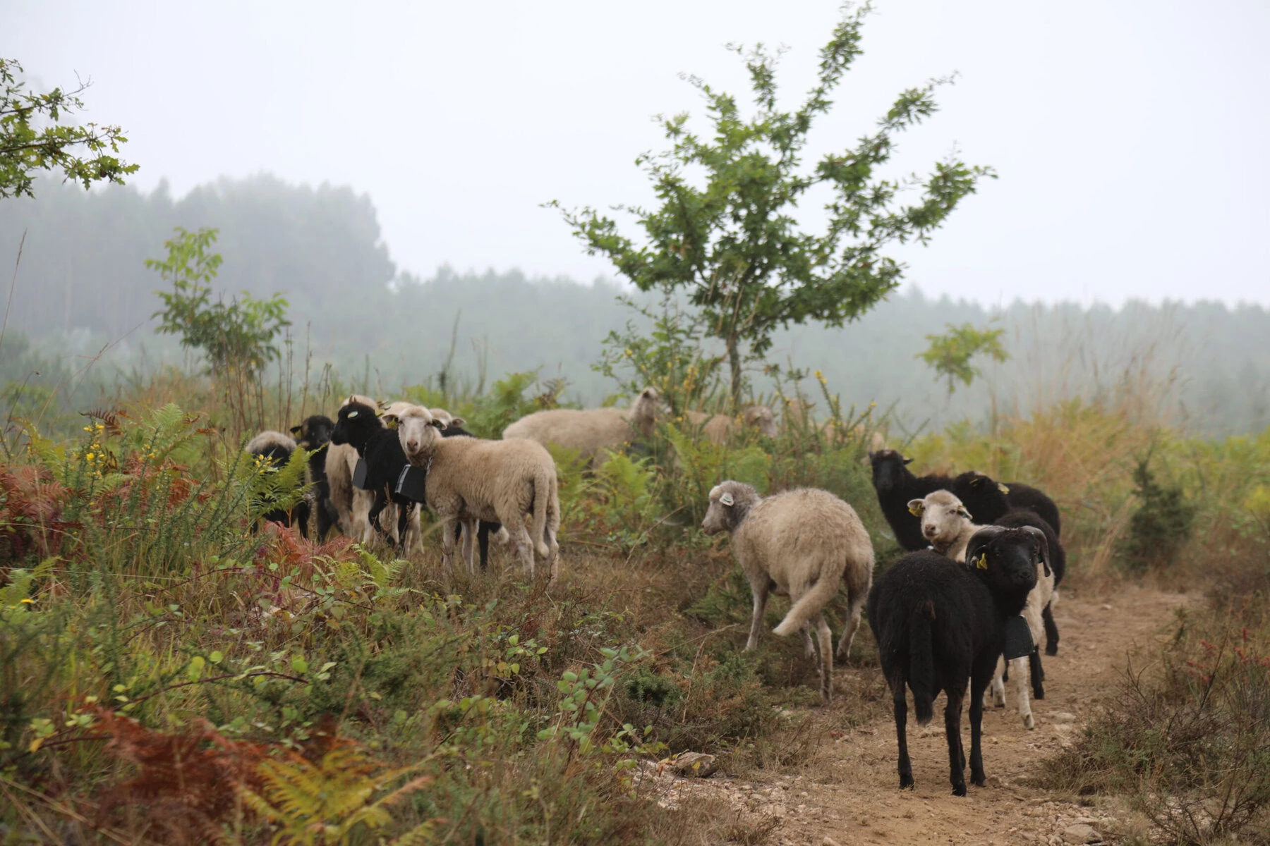 Sheep grazing various types of plants.