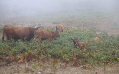The Goat-Cow Is Spain’s Wildfire-Fighting Secret Weapon