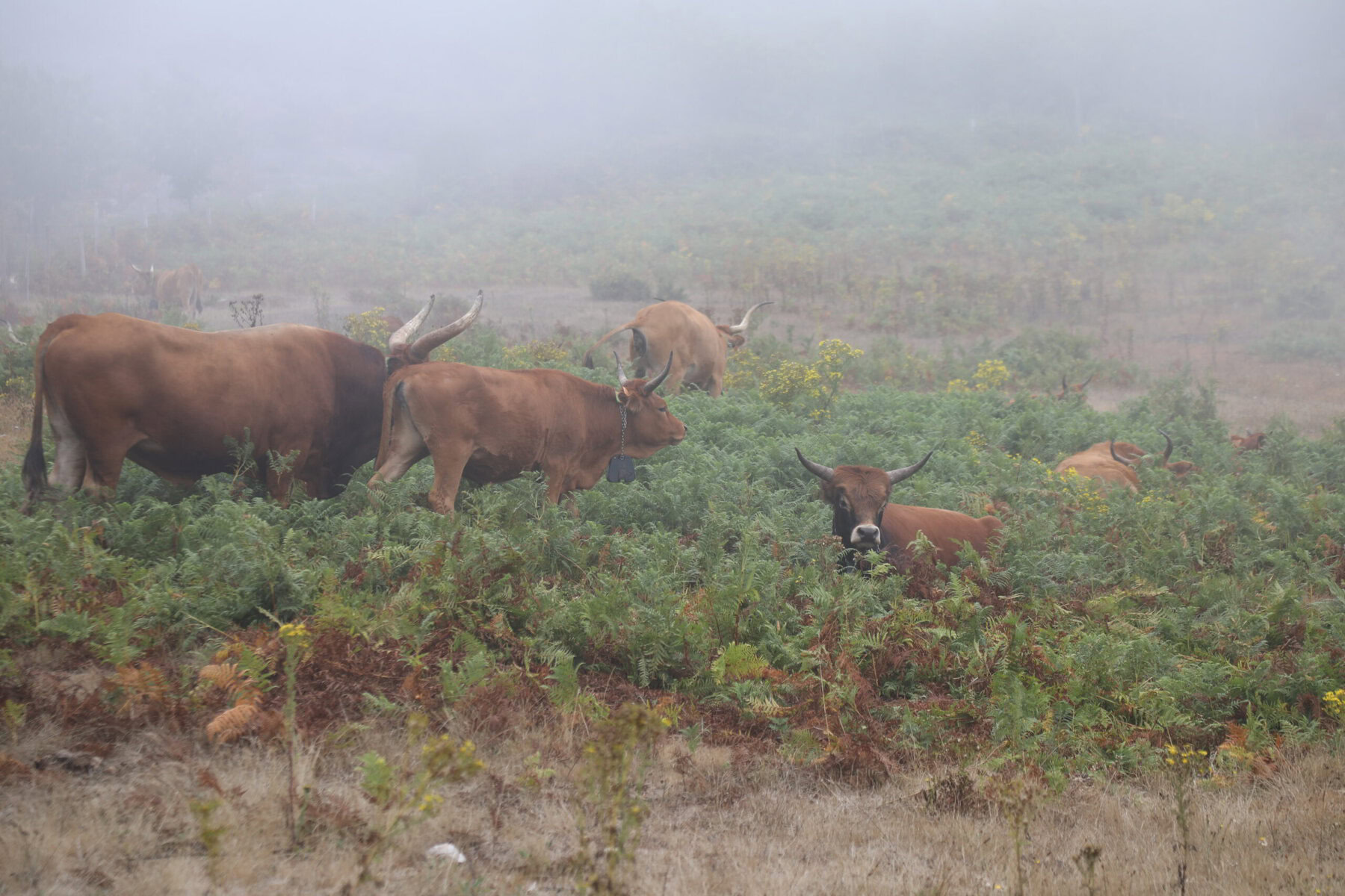 The Goat-Cow Is Spain’s Wildfire-Fighting Secret Weapon