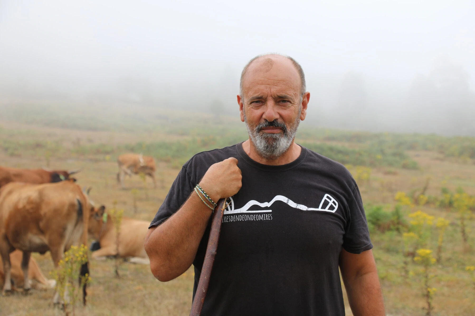 A man with a wooden cane stands in front of a field of grazing cows.