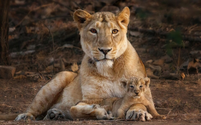 Two Lions Are on the Loose in Indiana and Authorities Have No Idea Where They Went