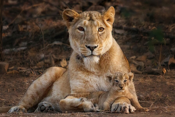 Two Lions Are on the Loose in Indiana and Authorities Have No Idea Where They Went