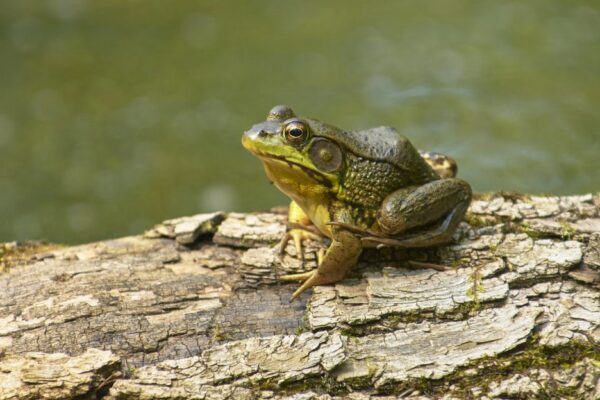 Bullfrog protein could be antidote to shellfish poisoning