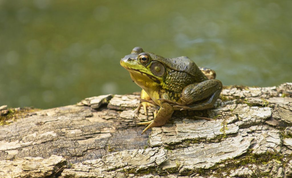 Bullfrog protein could be antidote to shellfish poisoning