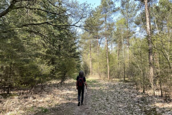 What forest bathing does to your body, and the 5 best places to try it