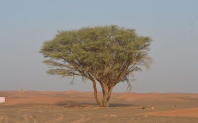 How Niger restored 5 million hectares without planting a single tree