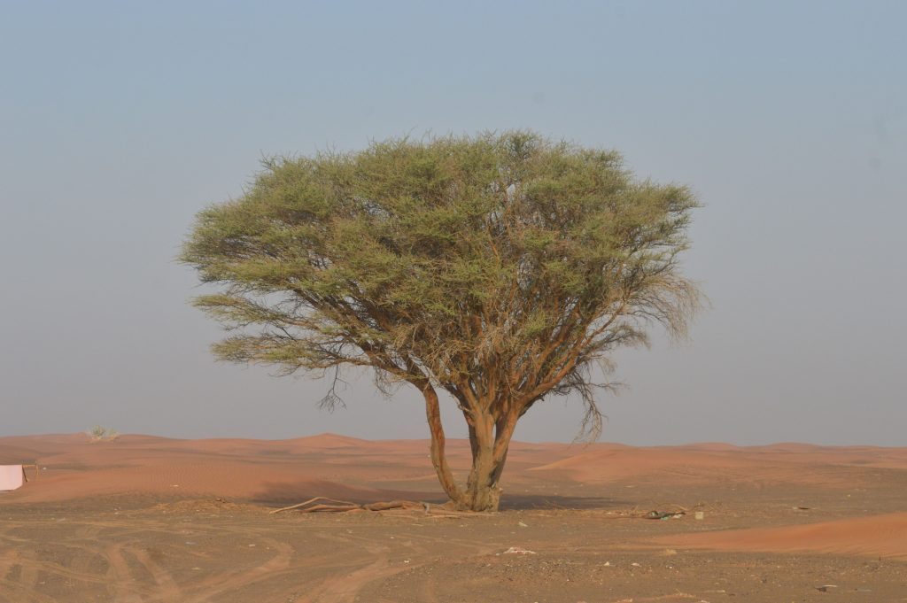 How Niger restored 5 million hectares without planting a single tree