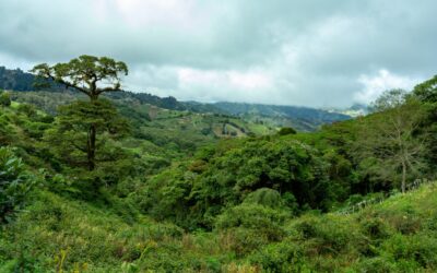 Rainforest biodiversity rebounds within a single generation