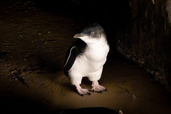 Phillip Island’s little penguins are getting bird flu vaccines in a world-first program