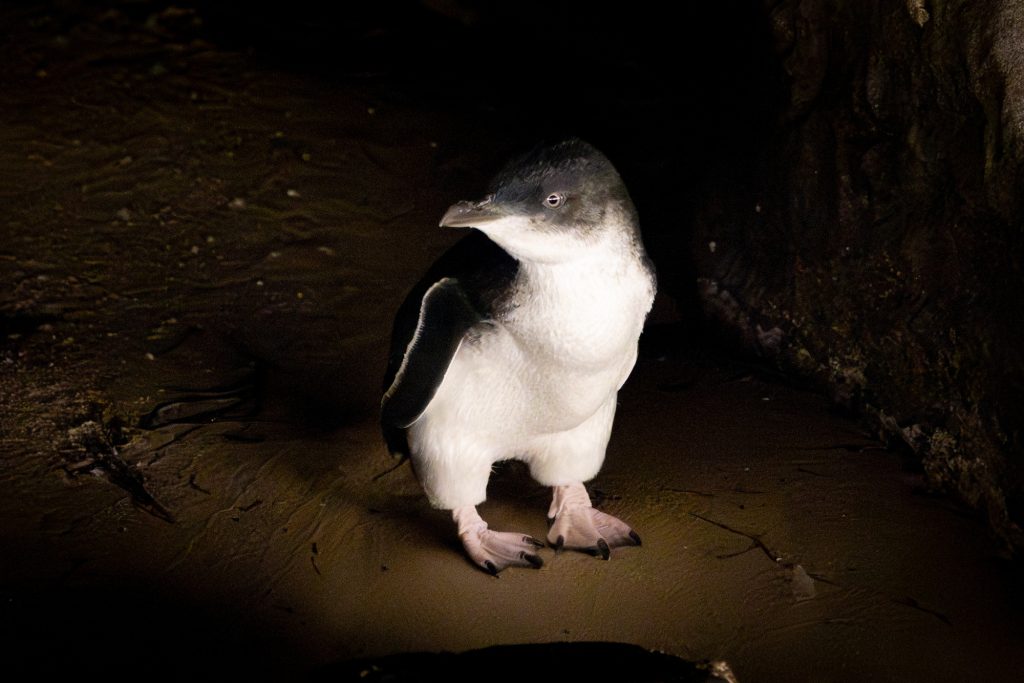Phillip Island’s little penguins are getting bird flu vaccines in a world-first program