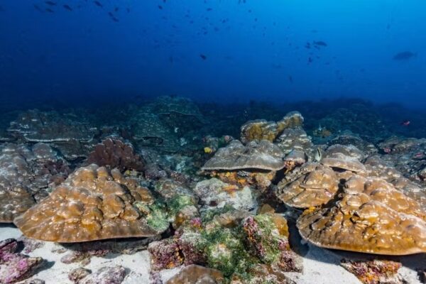 ‘This is such a clear story’: Climate change is supercharging El Niño to unprecedented strengths, study finds
