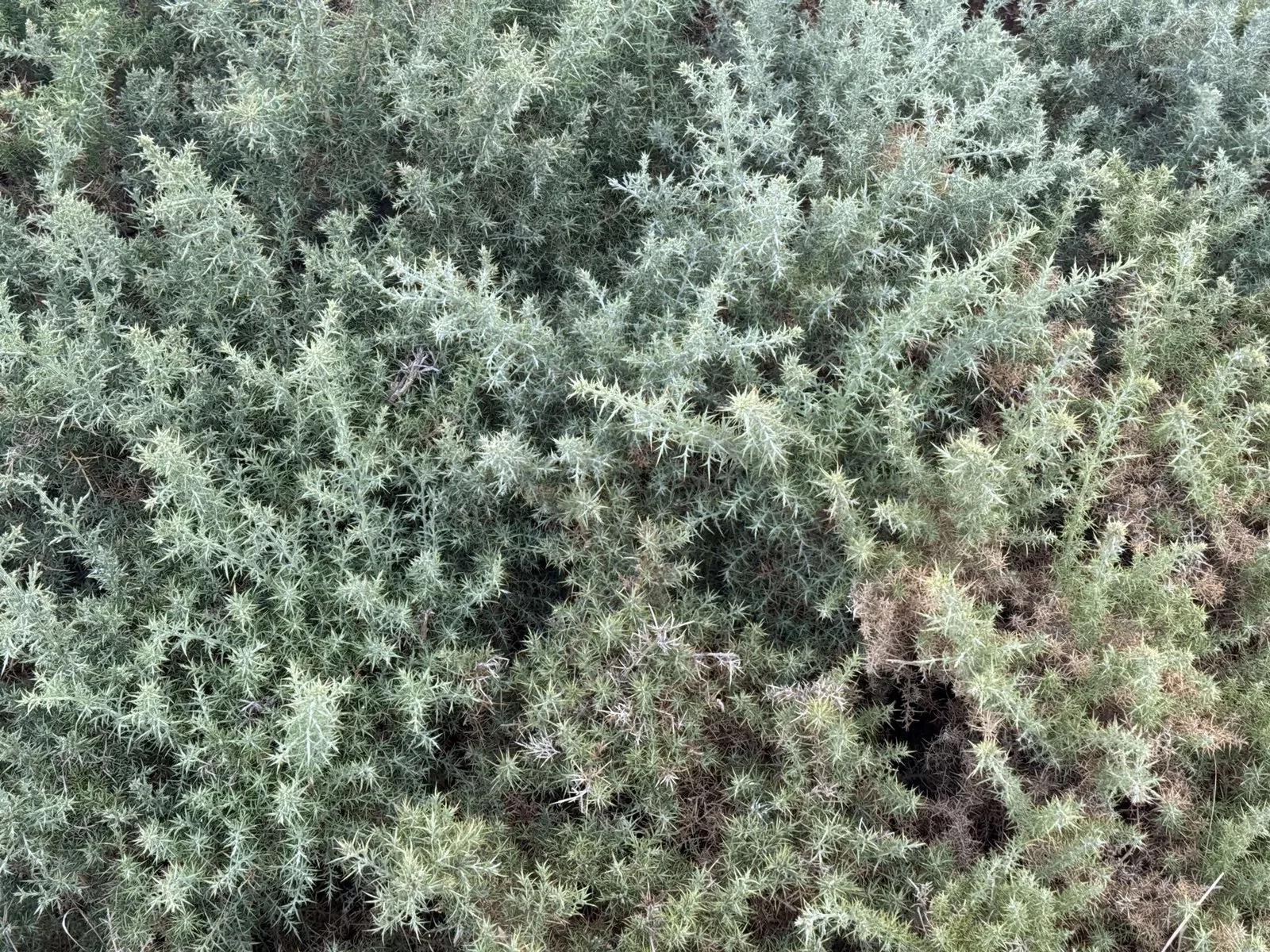 An overhead view of gorse, a spiny shrub.