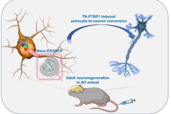 Scientists invent a gel that creates neurons from other cells, which could help treat Alzheimer’s