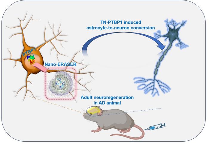 Scientists invent a gel that creates neurons from other cells, which could help treat Alzheimer’s