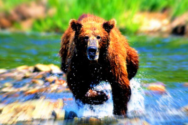 Romania Expands Bear Culls Trying To Keep Population Safe From Surging Attacks (VIDEOS)