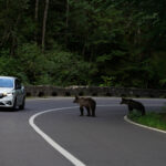 Bears Have Killed Nearly 30 People in Romania Over 20 Years, and Tourists Are Still Hand-Feeding Them for Photos bears-have-killed-nearly-30-people-in-romania-over-20-years-and-tourists-are-sti-2