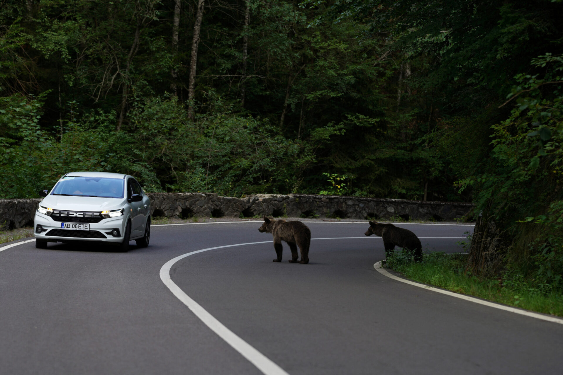 Bears Have Killed Nearly 30 People in Romania Over 20 Years, and Tourists Are Still Hand-Feeding Them for Photos