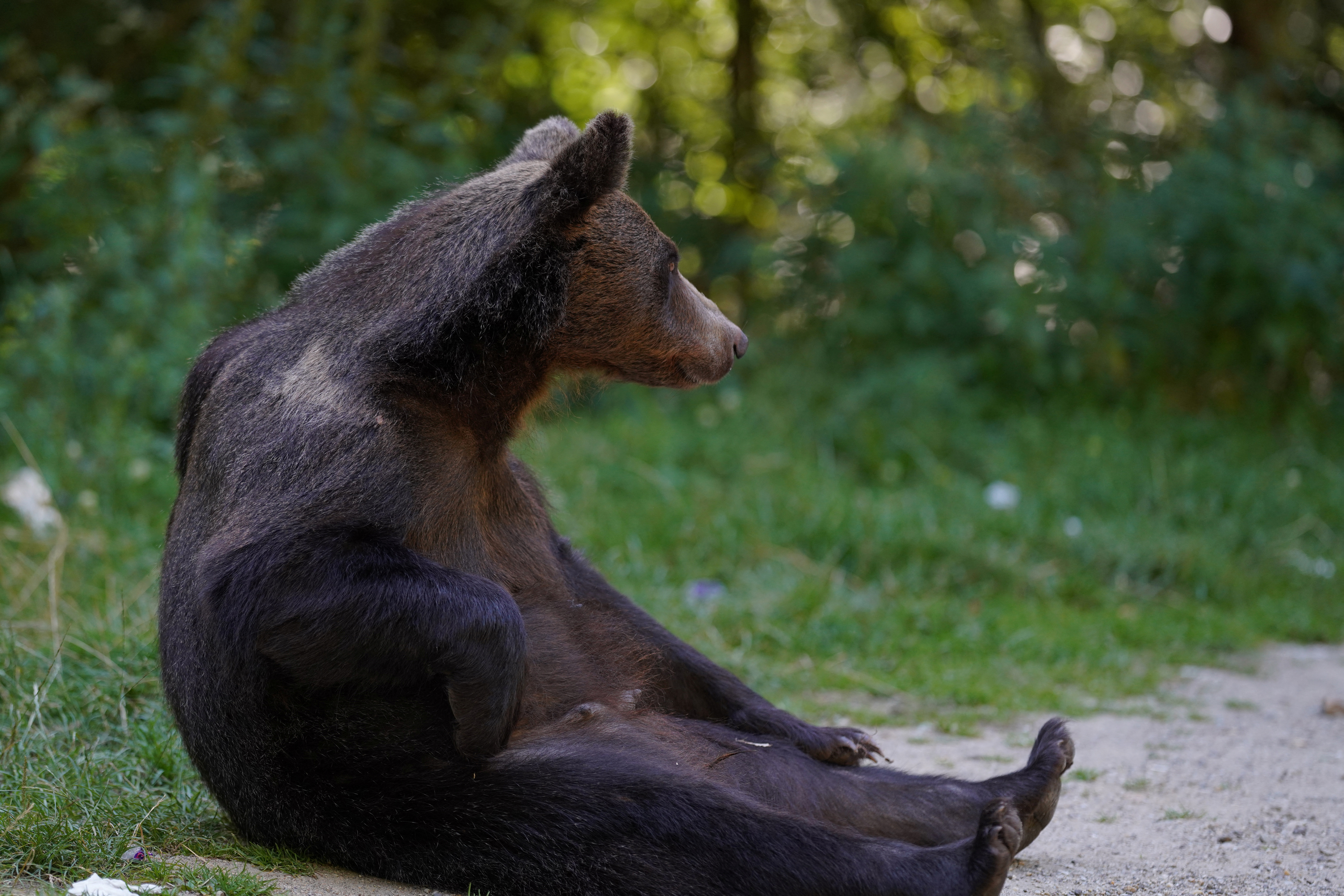 A brown bear standing at the edge of the Transfagarasan road in Romania watching passing traffic