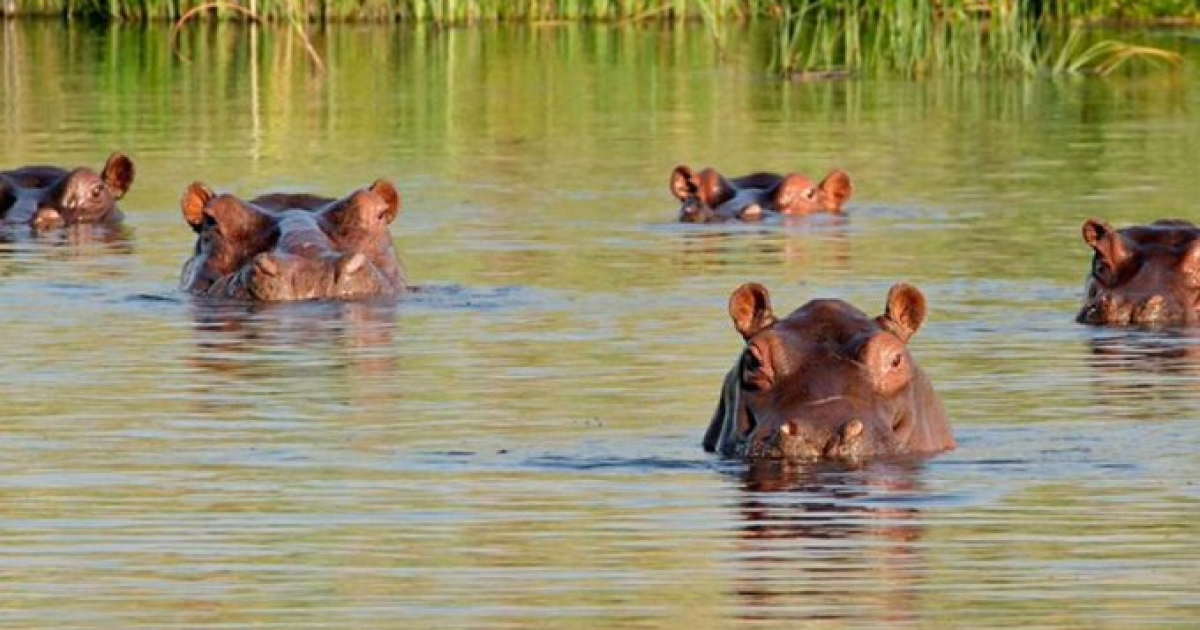 Insane Viral Videos Show Aggressive Hippos Overturning One Boat, Chasing Another in Africa