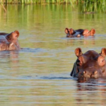 Insane Viral Videos Show Aggressive Hippos Overturning One Boat, Chasing Another in Africa colombia-cocaine-hippos-1200x630-2