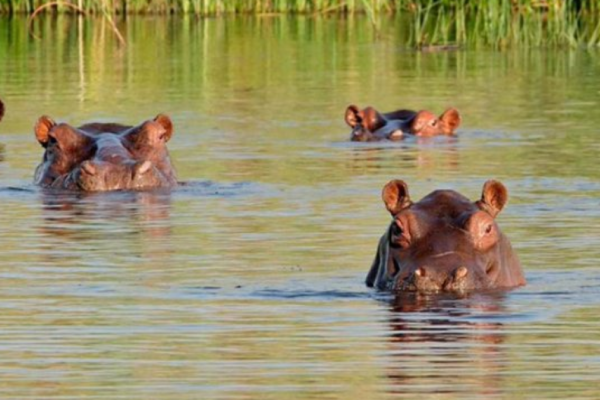 Insane Viral Videos Show Aggressive Hippos Overturning One Boat, Chasing Another in Africa