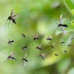 Google Wants to Release 32 Million Sterilized Mosquitoes in California and Florida google-debug-mosquitoes-release-thumbnail