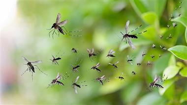 Google Wants to Release 32 Million Sterilized Mosquitoes in California and Florida