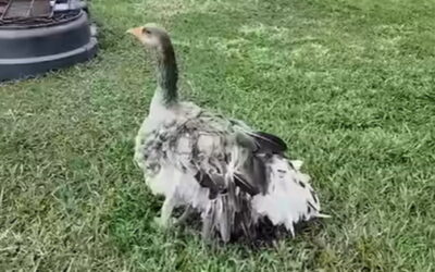 HERO: Family’s Pet Goose Sounded Alarm With Loud Honks to Let Them Know Their Barn Had Caught Fire (VIDEO)