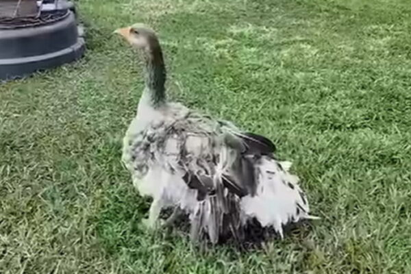 HERO: Family’s Pet Goose Sounded Alarm With Loud Honks to Let Them Know Their Barn Had Caught Fire (VIDEO)