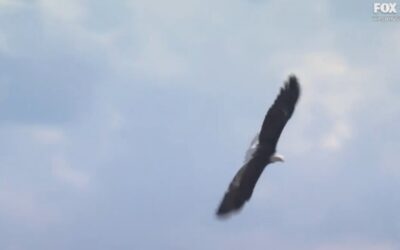 Bald Eagle Soars Over Crowd During Singing of “God Bless America” at Freedom 250 Grand Prix (VIDEO)