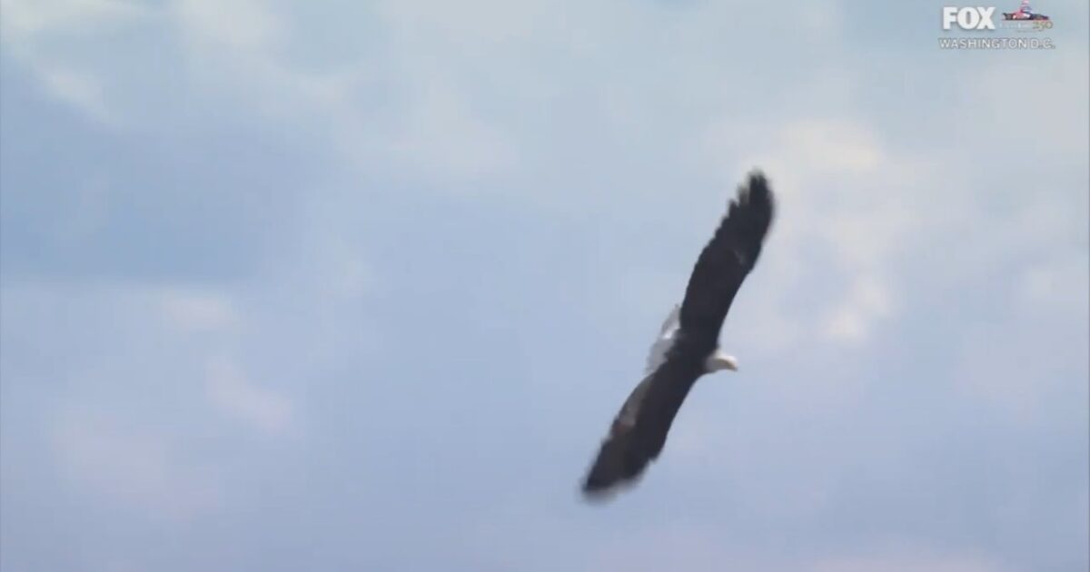 Bald Eagle Soars Over Crowd During Singing of “God Bless America” at Freedom 250 Grand Prix (VIDEO)