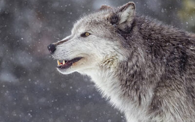 OPERATION ISOLATION: Leaked FEMA Documents Reveal the ‘Lone Wolf’ Survival Protocol Was Engineered to Ensure Mass Casualties During Collapse—The 0,000 Death Trap They Don’t Want You to Understand