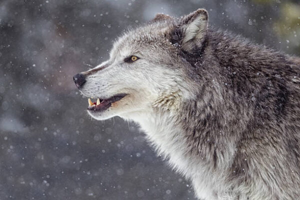 OPERATION ISOLATION: Leaked FEMA Documents Reveal the ‘Lone Wolf’ Survival Protocol Was Engineered to Ensure Mass Casualties During Collapse—The 0,000 Death Trap They Don’t Want You to Understand