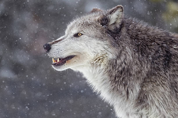 OPERATION ISOLATION: Leaked FEMA Documents Reveal the ‘Lone Wolf’ Survival Protocol Was Engineered to Ensure Mass Casualties During Collapse—The 0,000 Death Trap They Don’t Want You to Understand