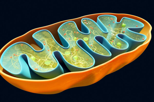 The popular diabetes drug metformin has been used for decades — and scientists just figured out its main mechanism