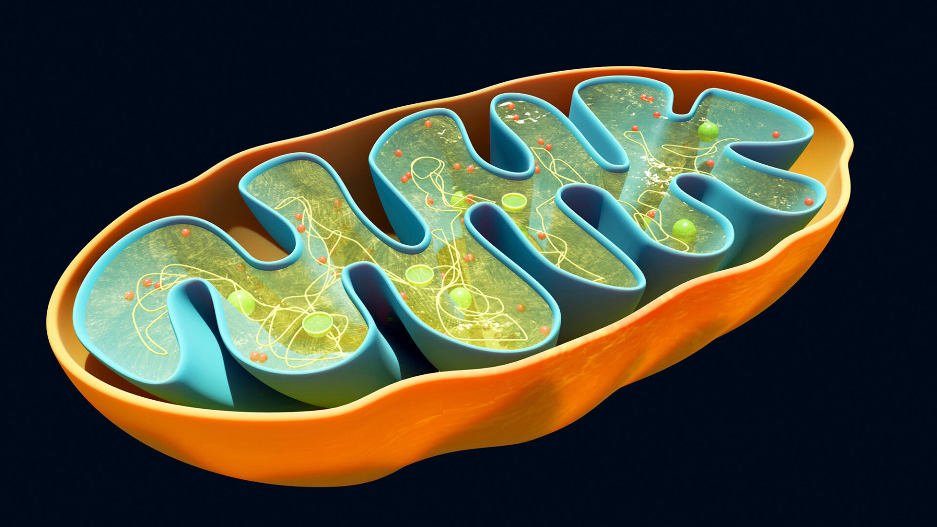 The popular diabetes drug metformin has been used for decades — and scientists just figured out its main mechanism