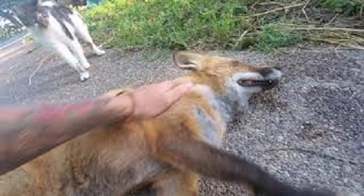 Finnegan Fox Laughs For 2 Minutes And 40 Seconds