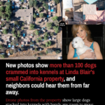 New Photos Show More Than 100 Dogs Crammed into Kennels at Linda Blair’s Small California Property, and Neighbors Could Hear Them from Far Away new-photos-show-more-than-100-dogs-crammed-into-kennels-at-linda-blair-s-small-c-2