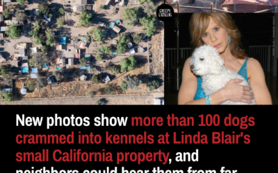 New Photos Show More Than 100 Dogs Crammed into Kennels at Linda Blair’s Small California Property, and Neighbors Could Hear Them from Far Away