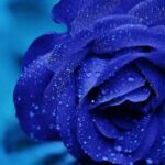 rose-165819_1920-800x450-1