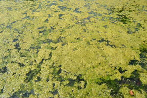 Could Shellfish Farming Fix Florida’s Algal Bloom Problem?