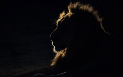Solar Eclipse in Leo 2026 – and Tarot Readings for Every Zodiac Sign