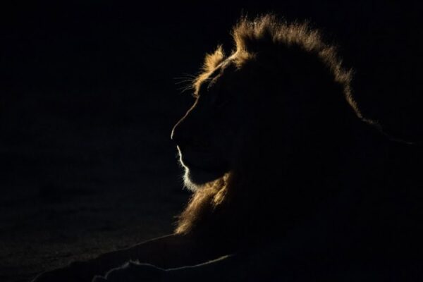 Solar Eclipse in Leo 2026 – and Tarot Readings for Every Zodiac Sign