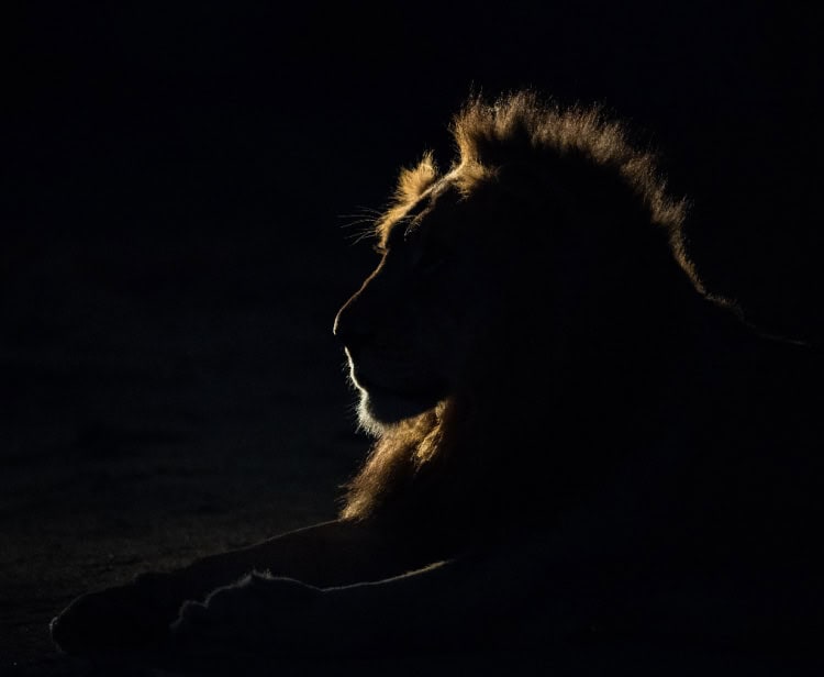 Solar Eclipse in Leo 2026 – and Tarot Readings for Every Zodiac Sign