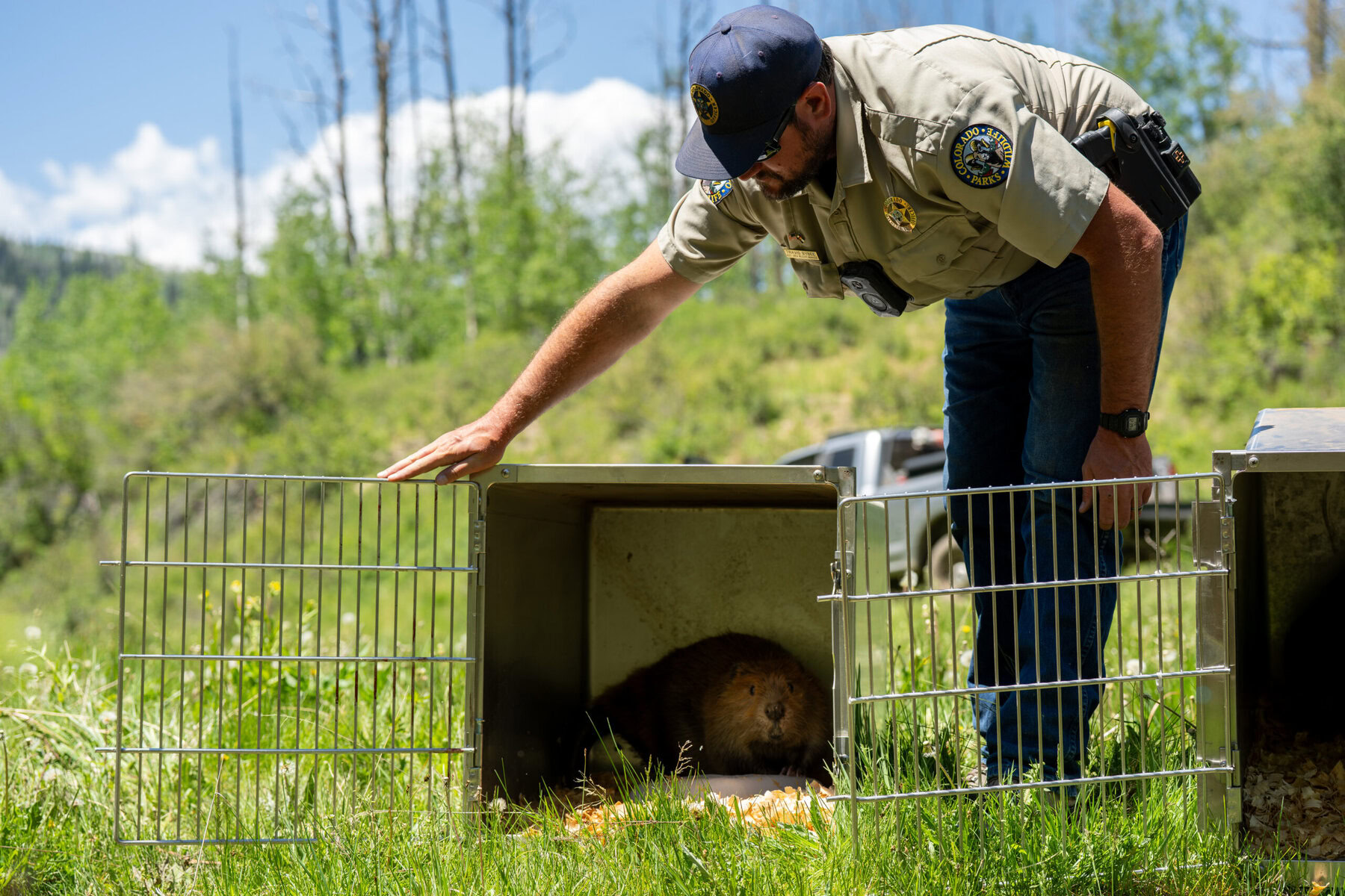 A beaver being released in the Garfield Creek State Wildlife Area in Colorado.