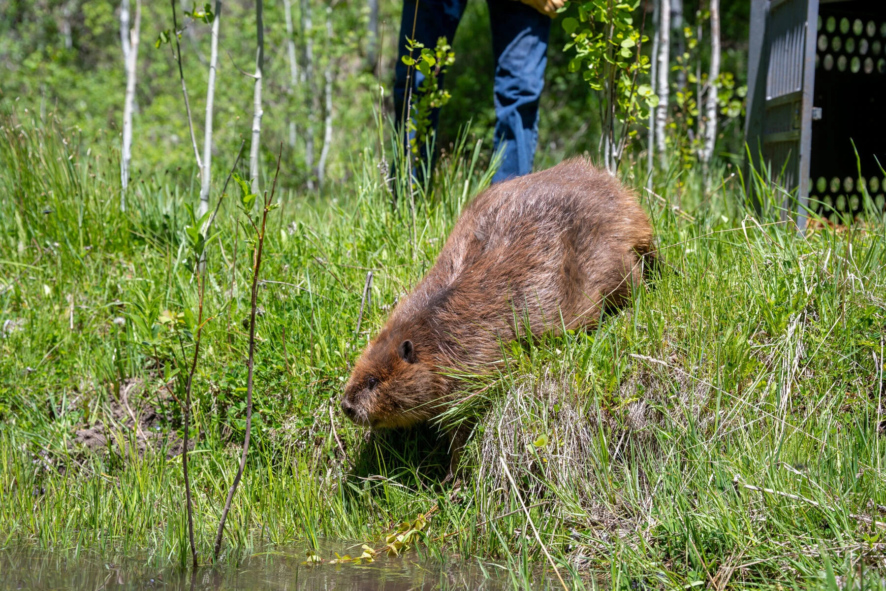 A beaver being released into a creek.